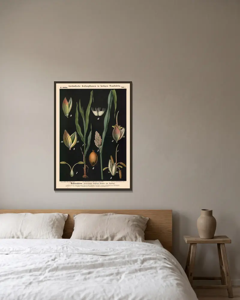 Mohrenhirse (Andropogon Sorghum Brotero, var. Durrha), Carl Bollmann v rámu na stěně