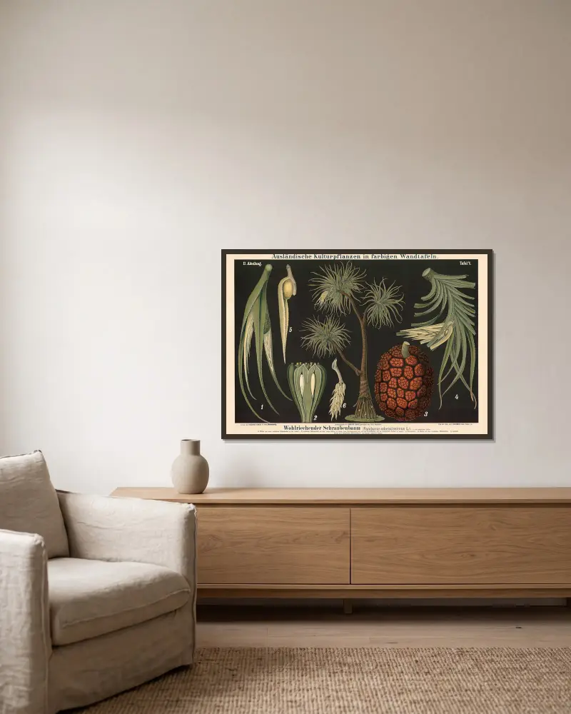 Vonný šroubový strom (Pandanus odoratissimus L.), Carl Bollmann v rámu na stěně
