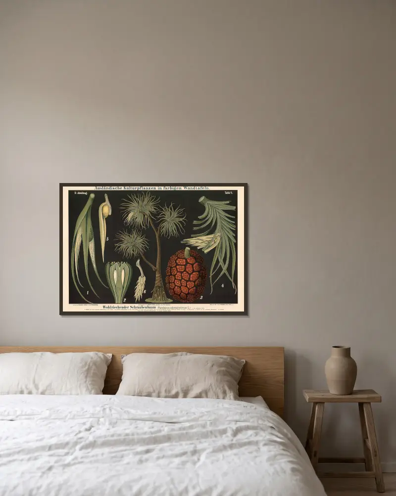 Vonný šroubový strom (Pandanus odoratissimus L.), Carl Bollmann v rámu na stěně