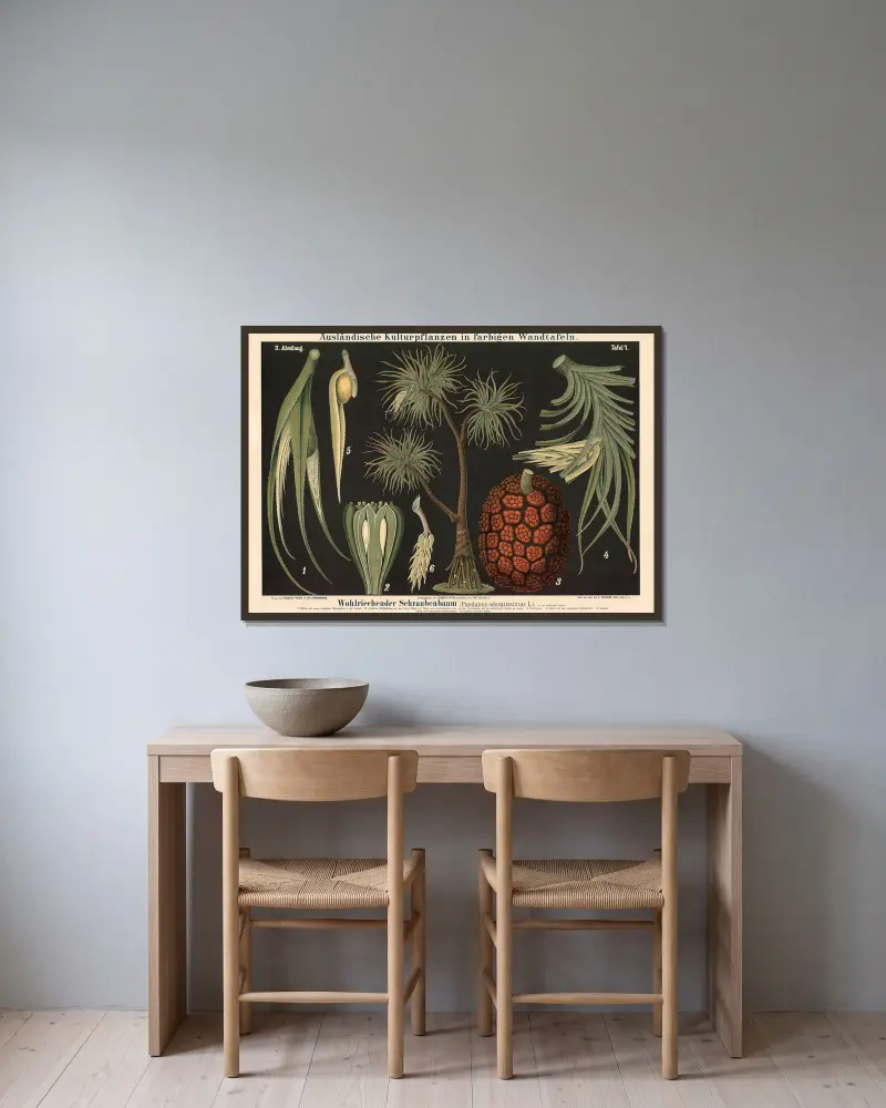 Vonný šroubový strom (Pandanus odoratissimus L.), Carl Bollmann v rámu na stěně