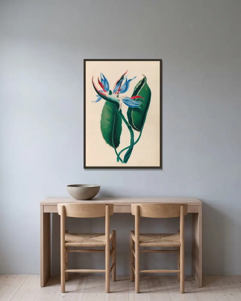 Teckningar av tropiska blommor och frukter från Sydamerika, plansch 13 av Charles Empson inramad på en vägg