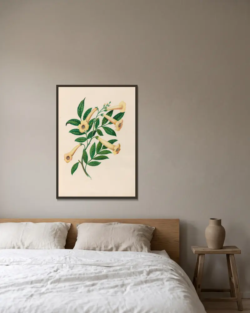 Teckningar av tropiska blommor och frukter från Sydamerika, plansch 31 av Charles Empson inramad på en vägg
