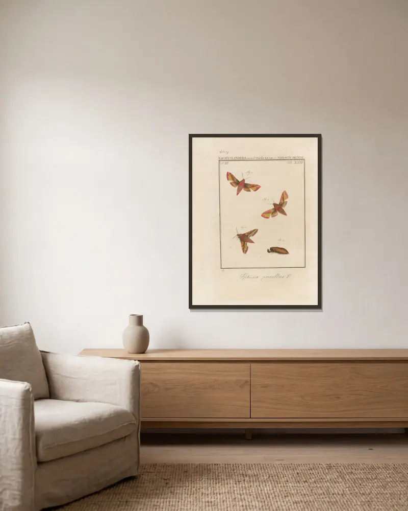 Rozważanie cudów Bożych, tabl. 24, Jan Christiaan Sepp w ramie na ścianie