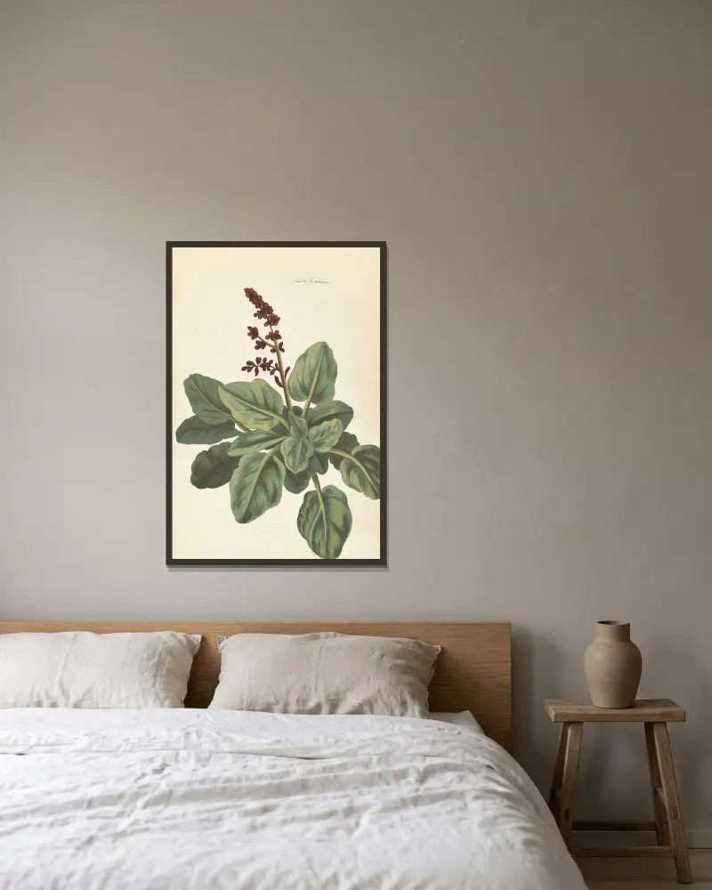 Fremde Pflanzen, Tafel 76 von Claude Aubriet gerahmt an einer Wand