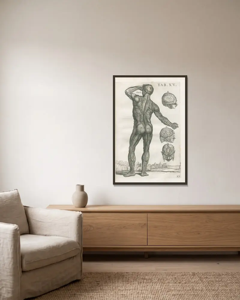 Tabulae anatomicae a celeberrimo pictore Petro Berretino Cortonensi Pl. 15 von Pietro da Cortona gerahmt an einer Wand