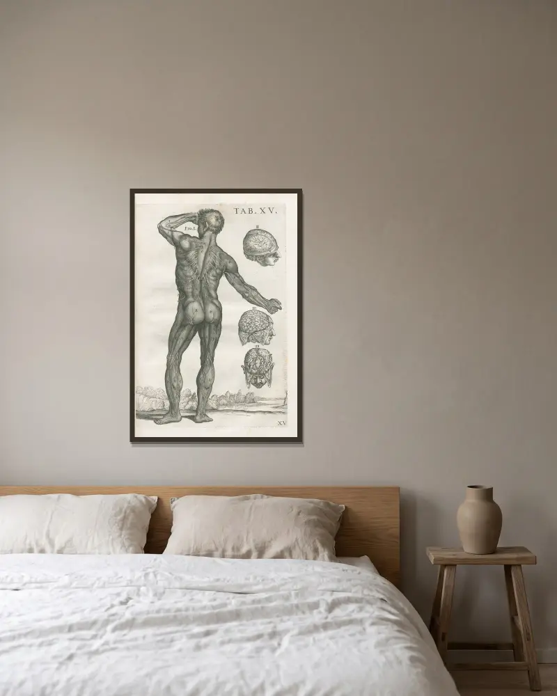 Tabulae anatomicae a celeberrimo pictore Petro Berretino Cortonensi Pl. 15 von Pietro da Cortona gerahmt an einer Wand