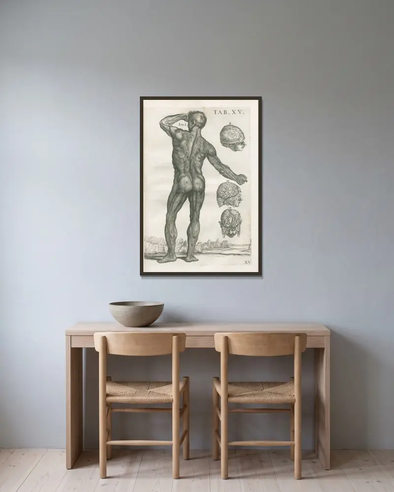 Tabulae anatomicae a celeberrimo pictore Petro Berretino Cortonensi Pl. 15 von Pietro da Cortona gerahmt an einer Wand