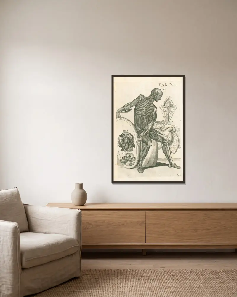 Anatomiska tavlor av den berömde målaren Pietro Berrettini från Cortona, plansch 11 av Pietro da Cortona inramad på en vägg