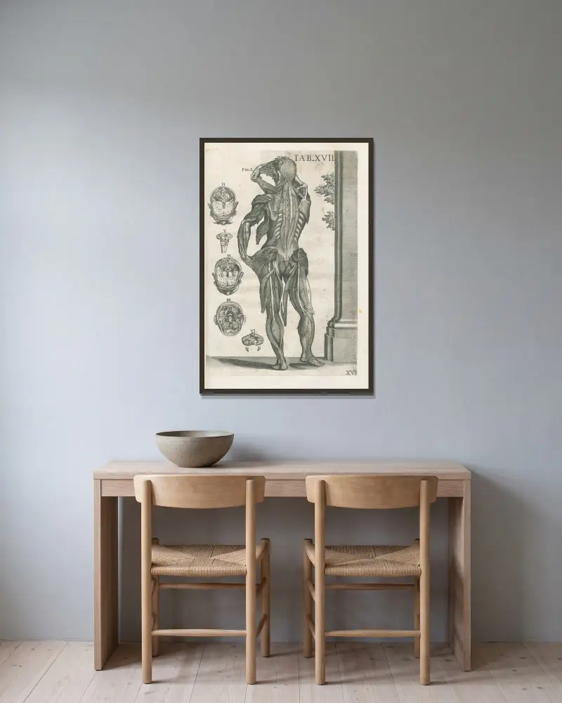 Anatomiska tavlor av den berömde målaren Pietro Berrettini från Cortona, plansch 17 av Pietro da Cortona inramad på en vägg