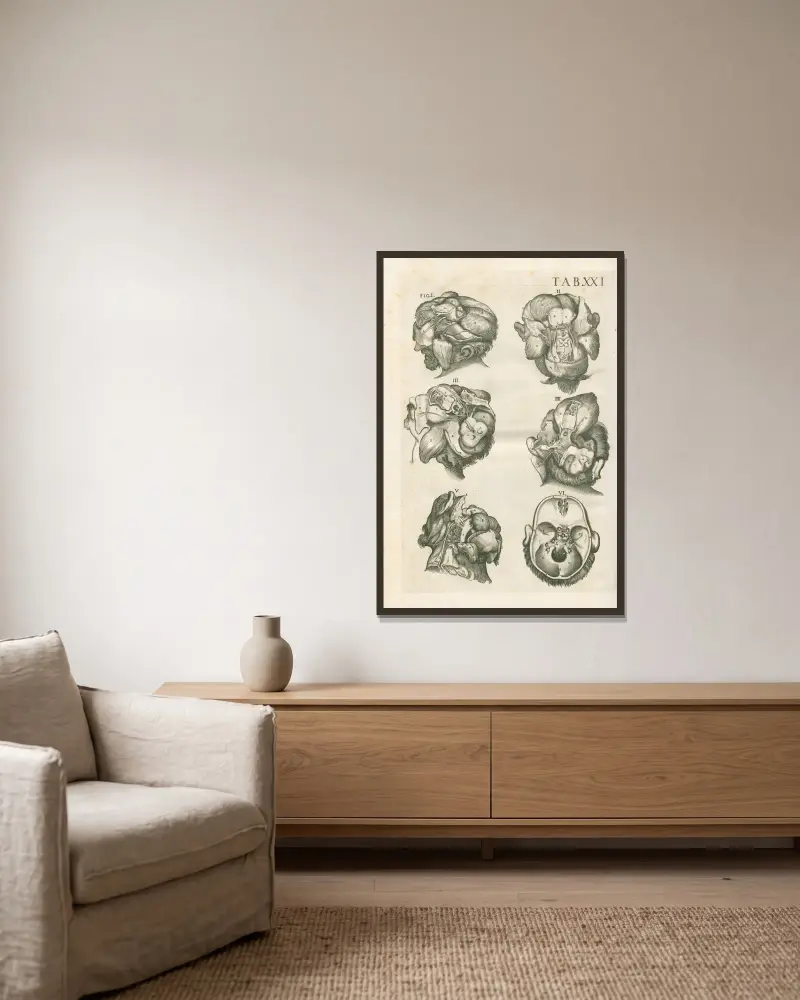 Anatomische Tafeln des berühmten Malers Pietro Berrettini aus Cortona, Tafel 21 von Pietro da Cortona gerahmt an einer Wand