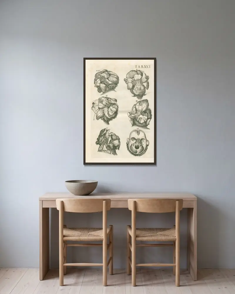 Anatomische Tafeln des berühmten Malers Pietro Berrettini aus Cortona, Tafel 21 von Pietro da Cortona gerahmt an einer Wand