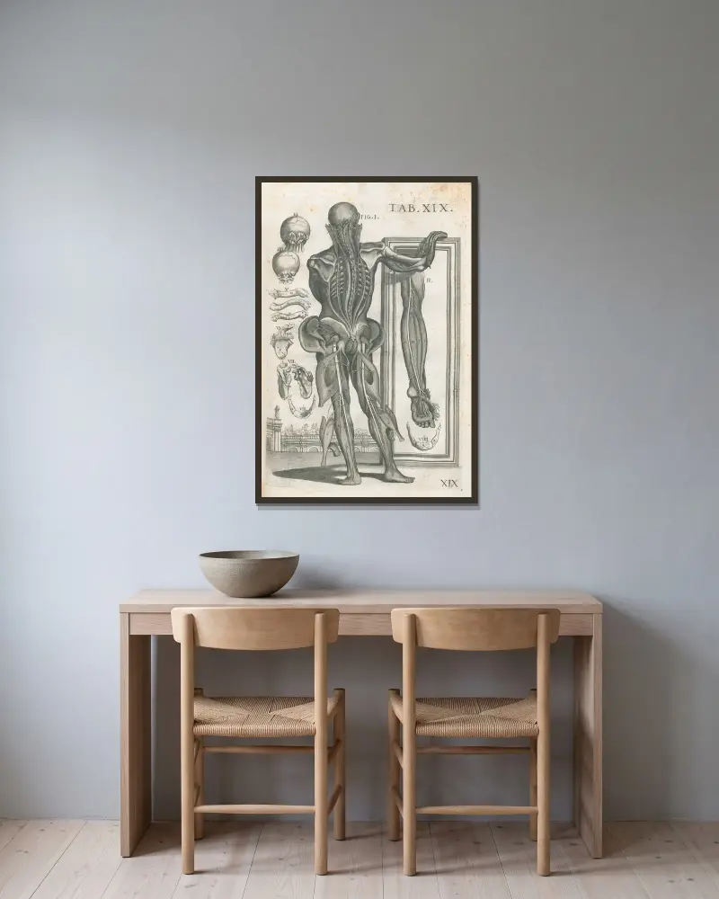 Anatomiska tavlor av den berömde målaren Pietro Berrettini från Cortona, plansch 19 av Pietro da Cortona inramad på en vägg