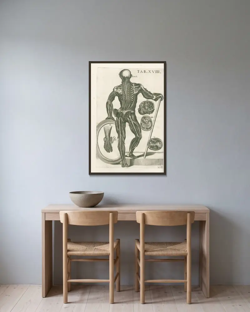 Anatomiska tavlor av den berömde målaren Pietro Berrettini från Cortona, plansch 18 av Pietro da Cortona inramad på en vägg