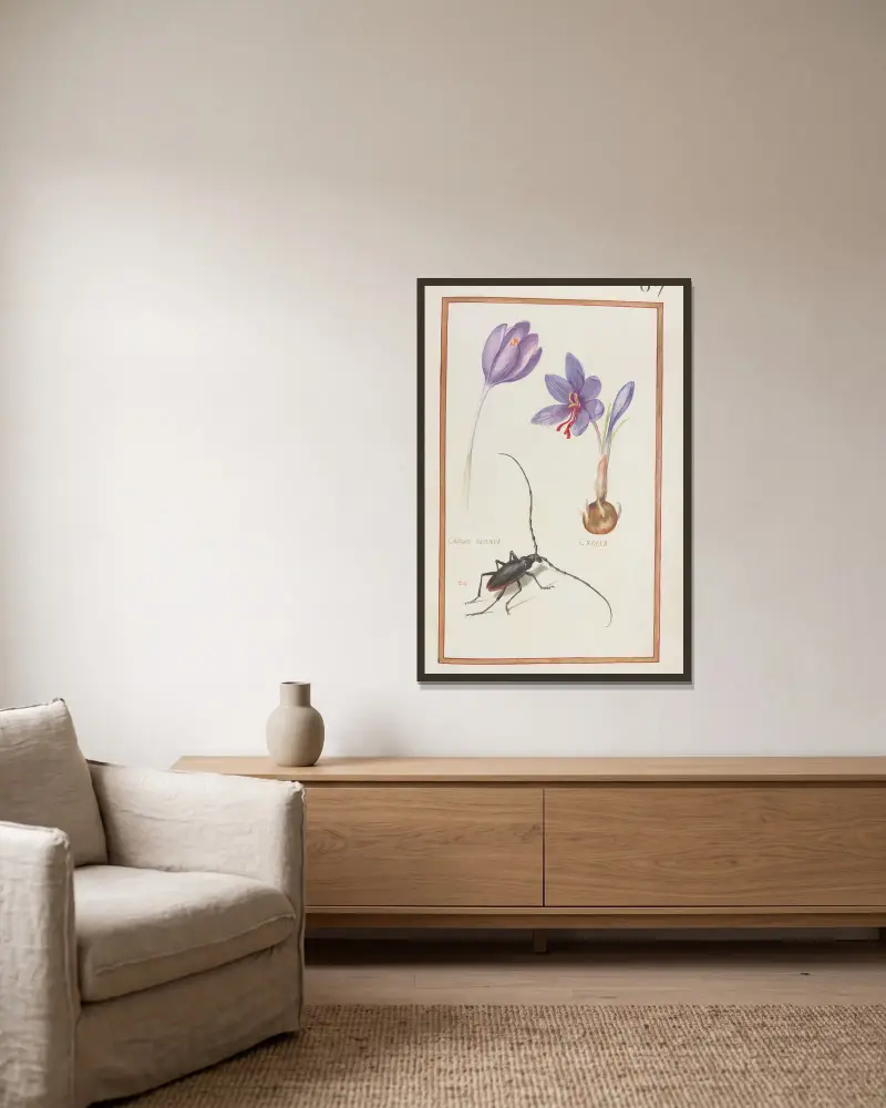 Crocus vernus ; crocus av Daniel Rabel inramad på en vägg