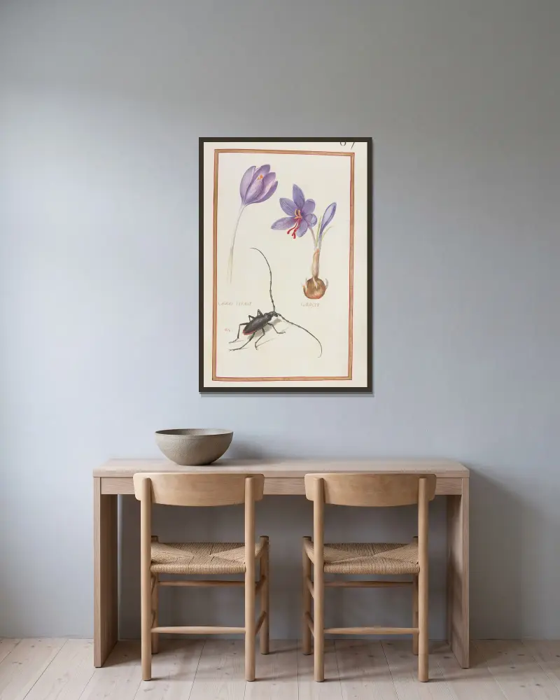 Crocus vernus ; crocus av Daniel Rabel inramad på en vägg