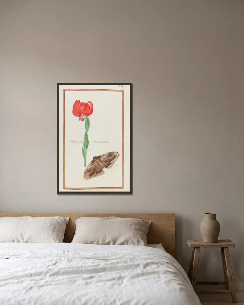 Hemerocallis chalcedonica von Daniel Rabel gerahmt an einer Wand