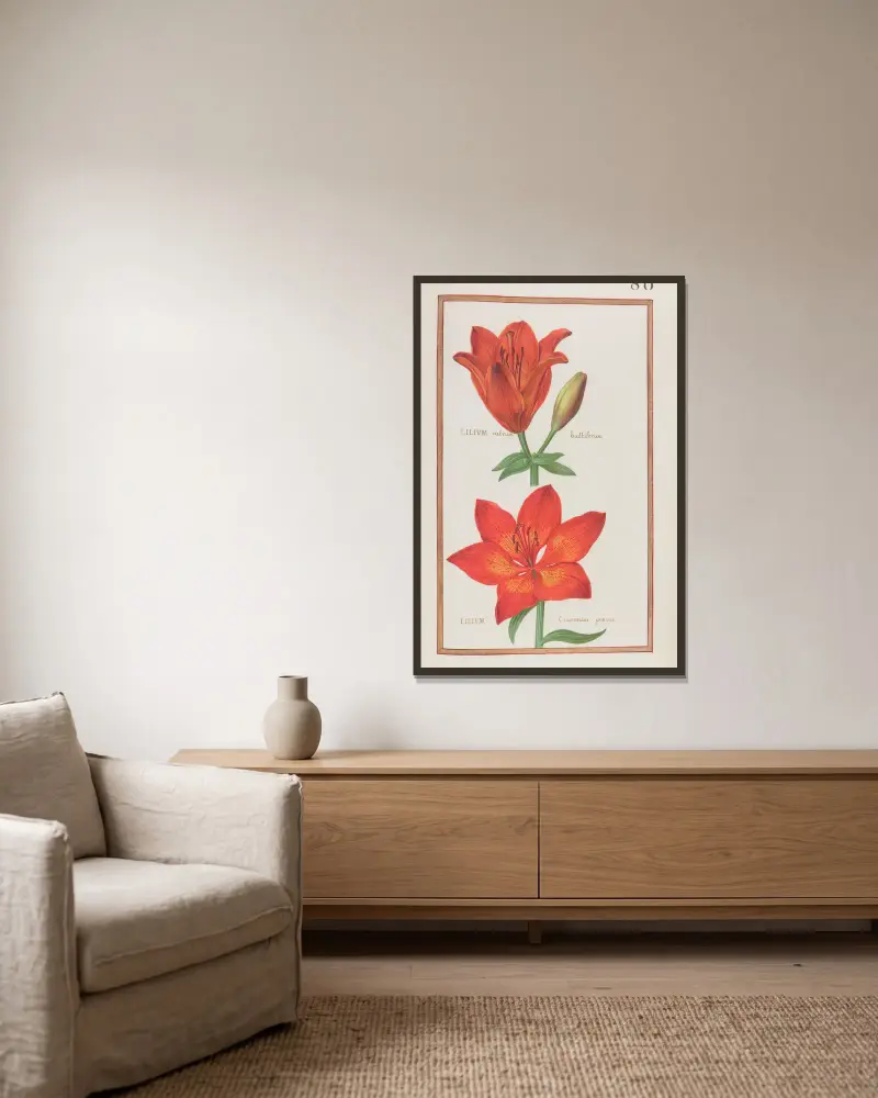 Lilium rubrum bulbiferum ; lilium cruentum praecox av Daniel Rabel inramad på en vägg