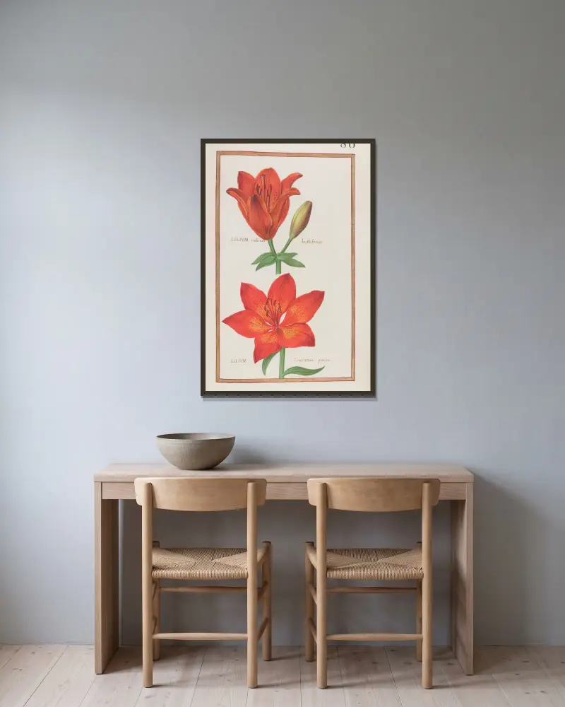 Lilium rubrum bulbiferum ; lilium cruentum praecox av Daniel Rabel inramad på en vägg