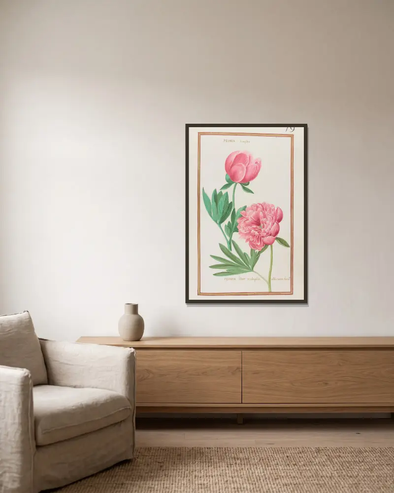 Peonia simplex ; peonia flore multiplici albicante foemina av Daniel Rabel inramad på en vägg