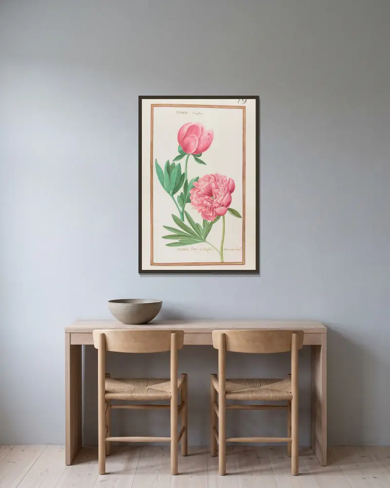 Peonia simplex ; peonia flore multiplici albicante foemina av Daniel Rabel inramad på en vägg