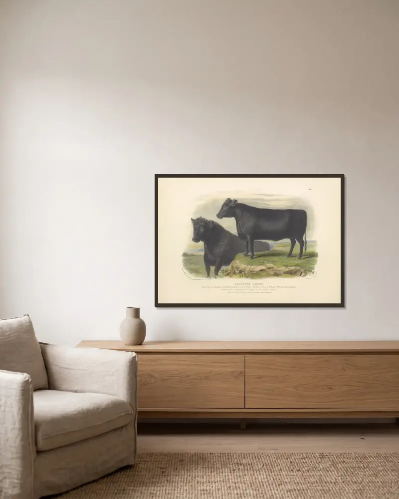 The Galloway Breed von David Low gerahmt an einer Wand