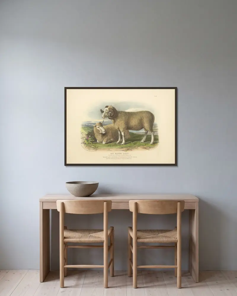 The Merino Breed av David Low inramad på en vägg
