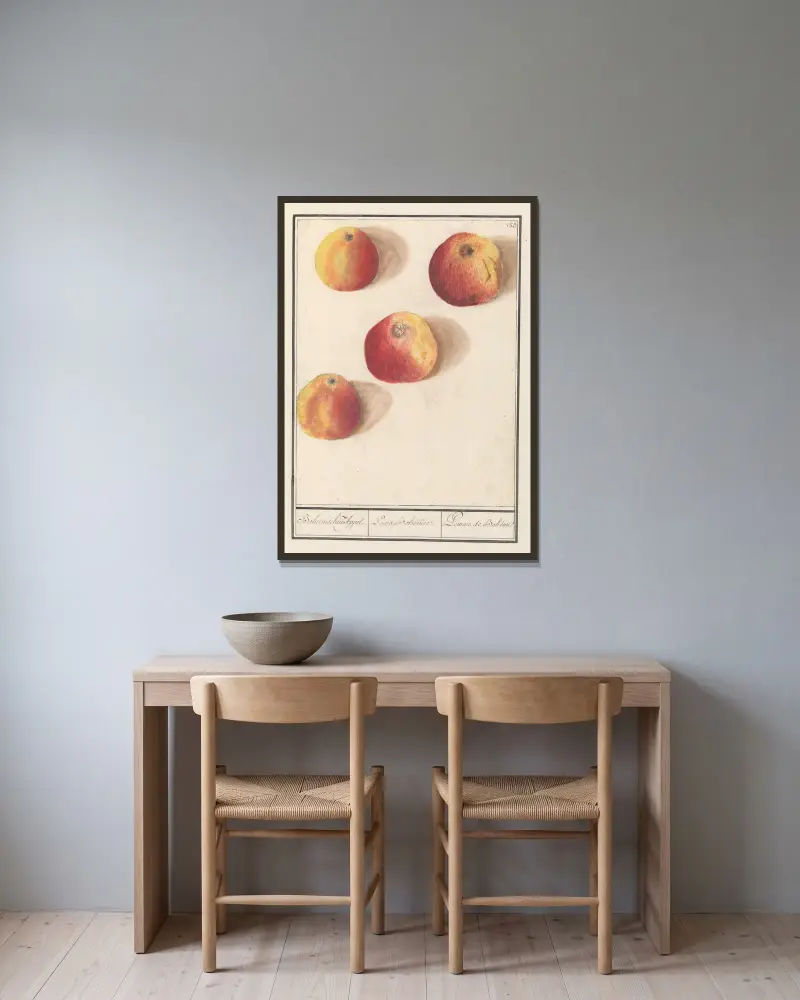 Apfel (Malus domestica) Böhmischer Apfel von Anselmus Boëtius de Boodt gerahmt an einer Wand