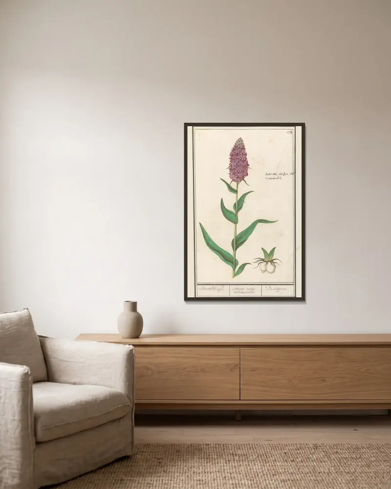 Brede orchis (Dactylorhiza majalis) av Anselmus Boëtius de Boodt inramad på en vägg