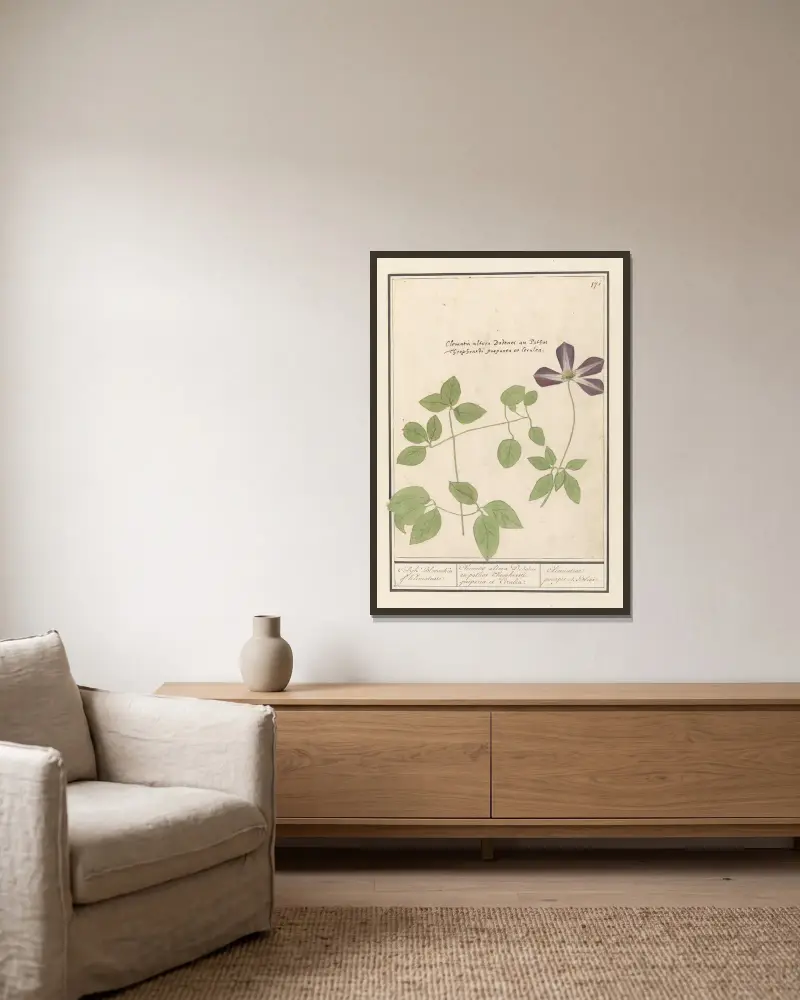 Klematis (Clematis) Colyk Bloemeken of Klematusse av Anselmus Boëtius de Boodt inramad på en vägg