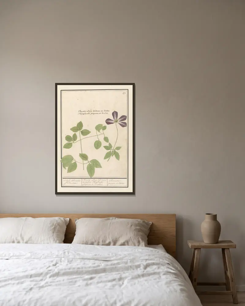 Klematis (Clematis) Colyk Bloemeken of Klematusse av Anselmus Boëtius de Boodt inramad på en vägg