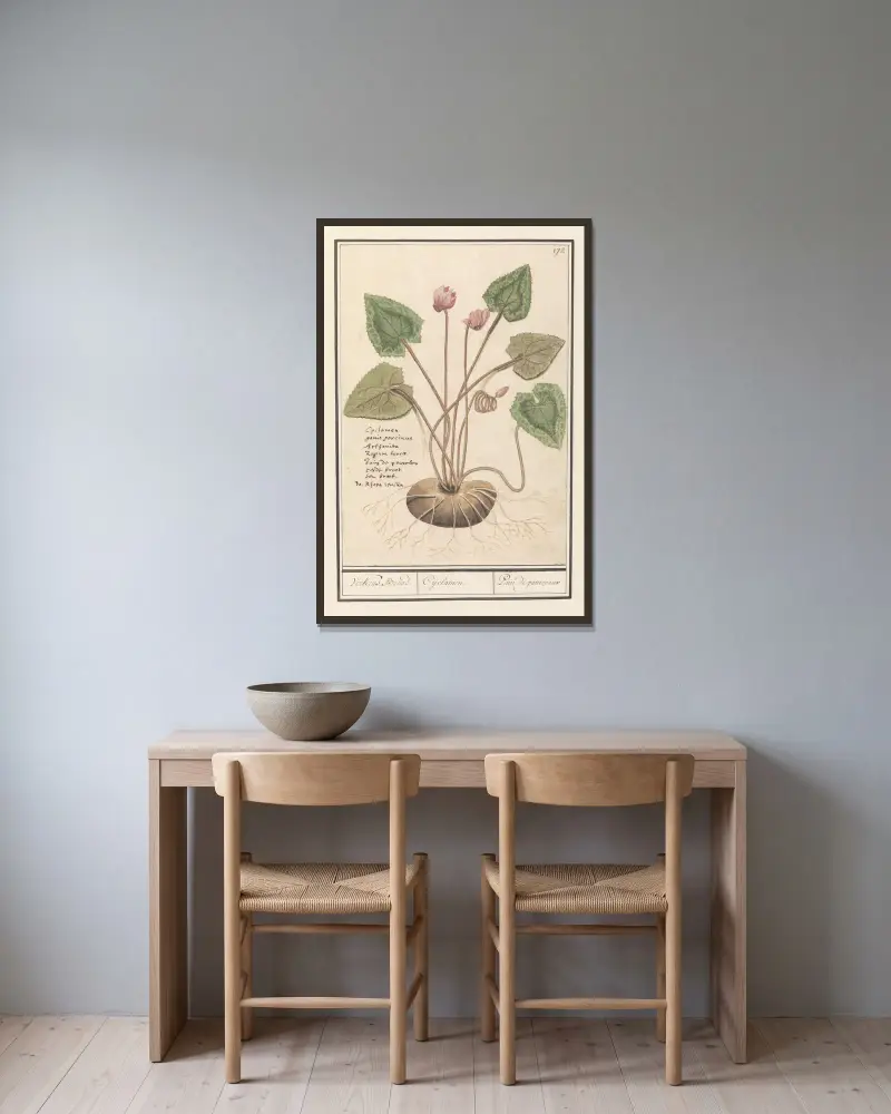 Cyklamen (Cyclamen), Anselmus Boëtius de Boodt w ramie na ścianie