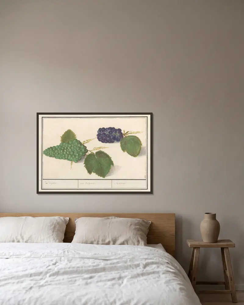 Druva (Vitis vinifera) Druijven. uva Vulgaris. Raisins av Anselmus Boëtius de Boodt inramad på en vägg