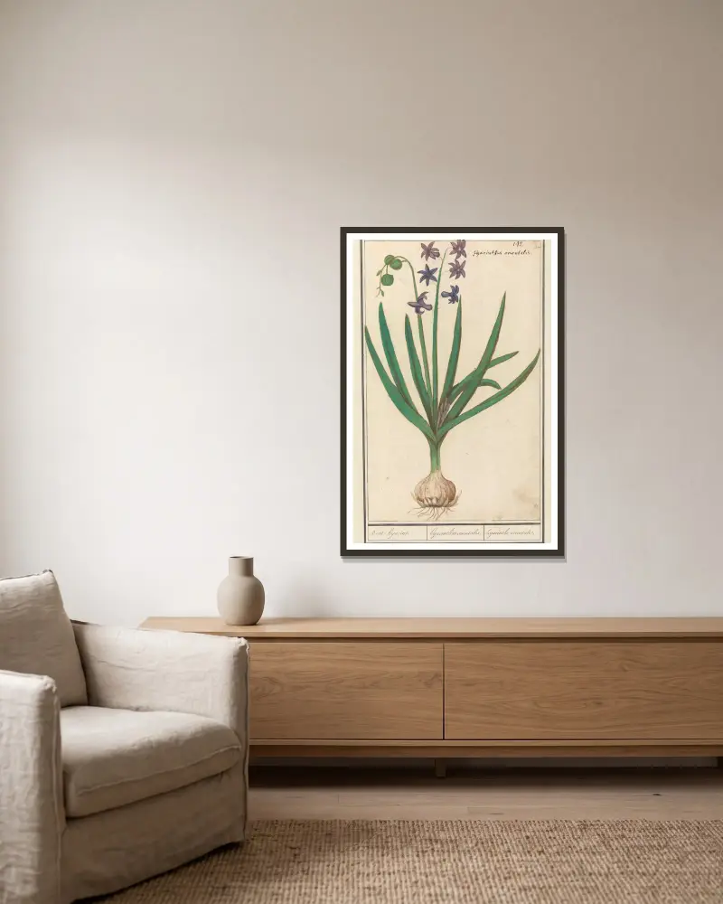 Hyacint (Hyacinthus orientalis) av Anselmus Boëtius de Boodt inramad på en vägg