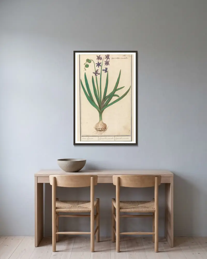 Hyacint (Hyacinthus orientalis) av Anselmus Boëtius de Boodt inramad på en vägg