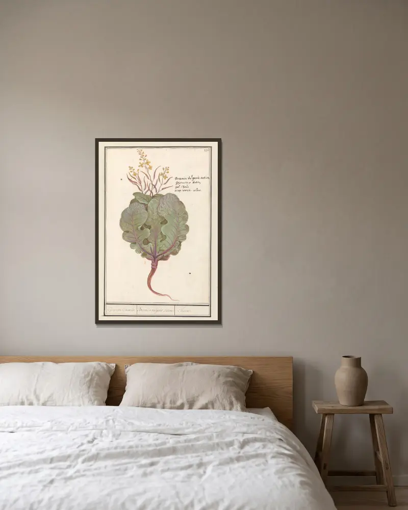 Kål (Brassica oleracea) av Anselmus Boëtius de Boodt inramad på en vägg