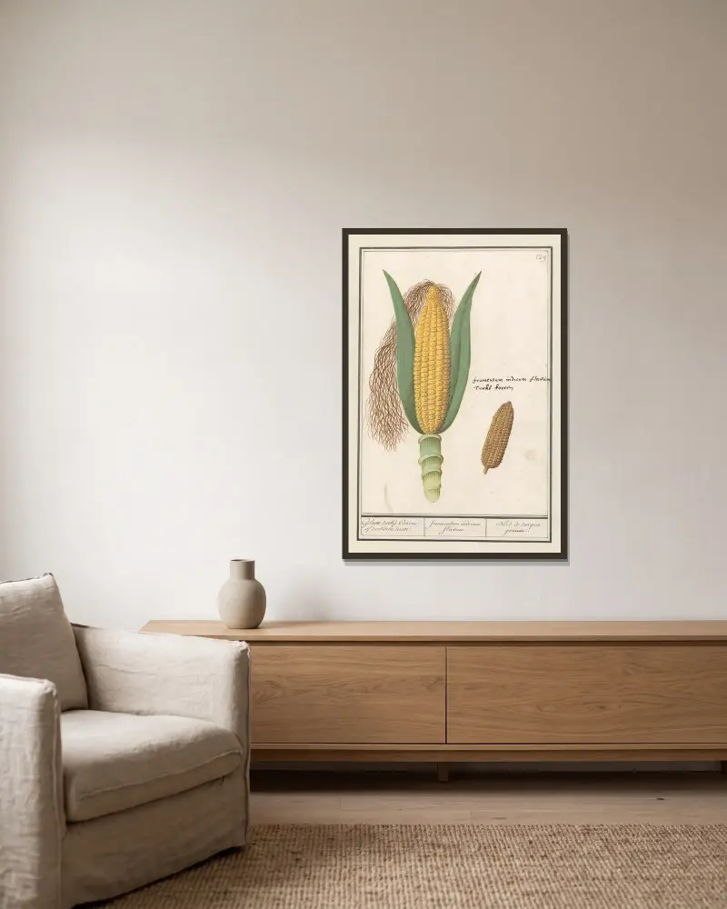 Majs (Zea mays) av Anselmus Boëtius de Boodt inramad på en vägg