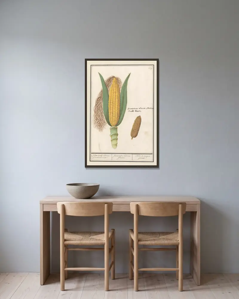 Majs (Zea mays) av Anselmus Boëtius de Boodt inramad på en vägg
