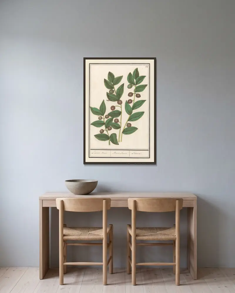 Oliv (Olea europaea) Laurier Boom. Bacca Laurus. Laurier av Anselmus Boëtius de Boodt inramad på en vägg