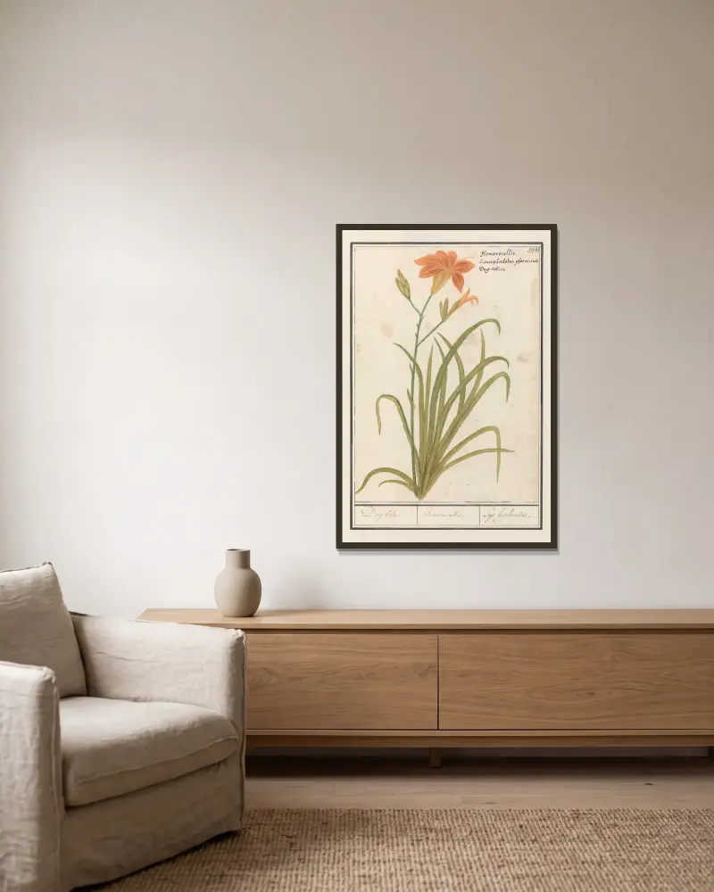 Orange daglilja (Hemerocallis) av Anselmus Boëtius de Boodt inramad på en vägg