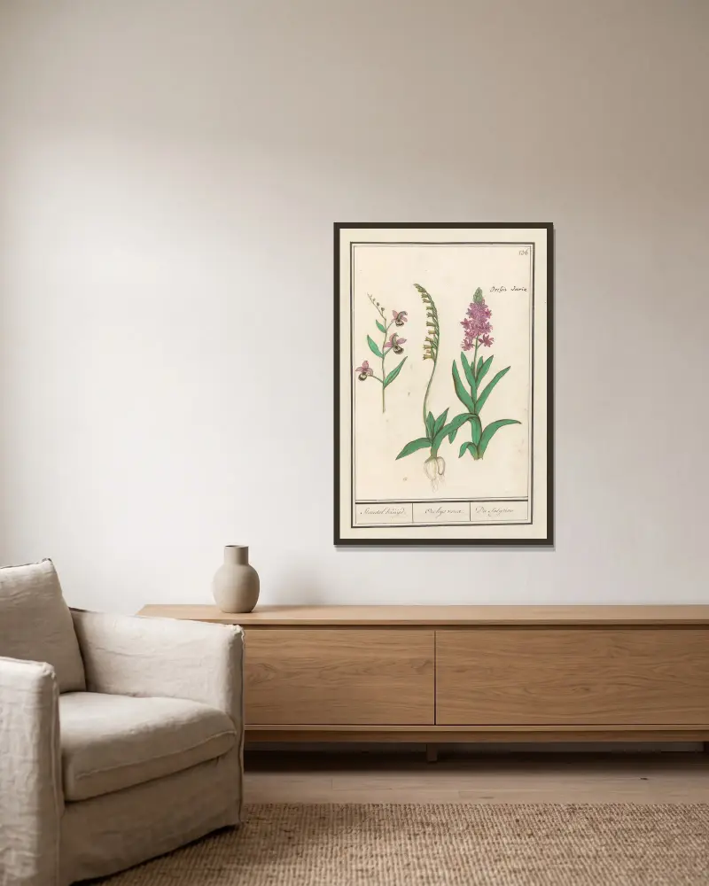 Orchidee (Orchidaceae) von Anselmus Boëtius de Boodt gerahmt an einer Wand