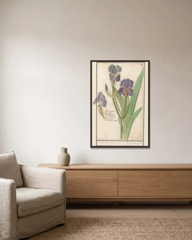 Deutsche Schwertlilie (Iris germanica) – Stinkende Iris von Anselmus Boëtius de Boodt gerahmt an einer Wand