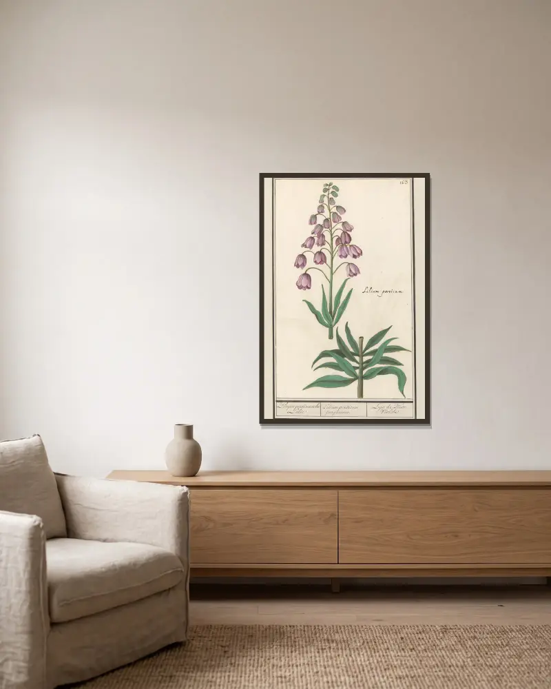 Persische Lilie (Fritillaria persica) von Anselmus Boëtius de Boodt gerahmt an einer Wand