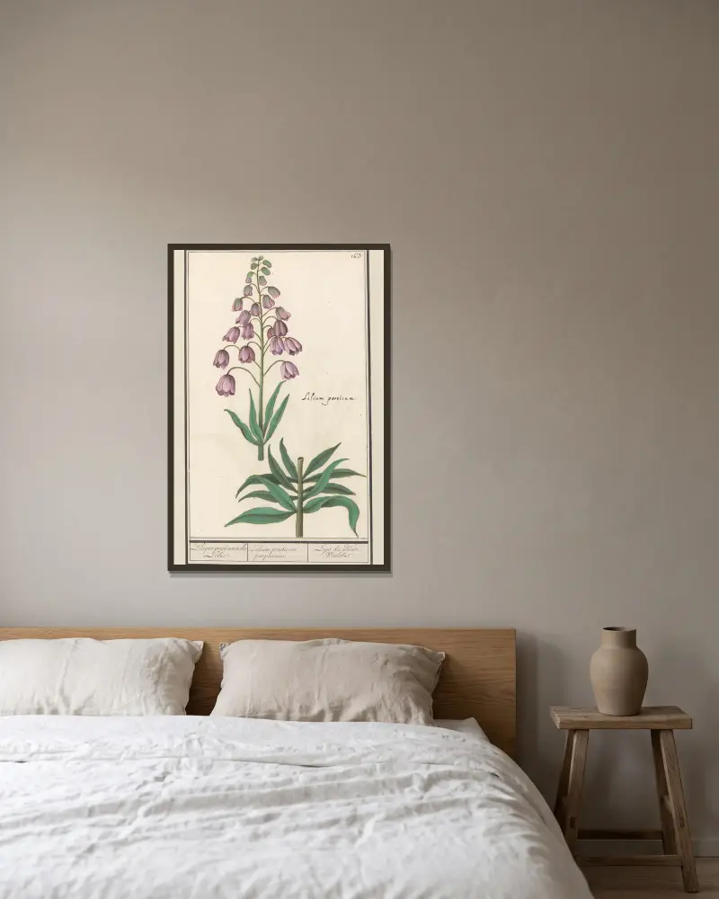 Persische Lilie (Fritillaria persica) von Anselmus Boëtius de Boodt gerahmt an einer Wand