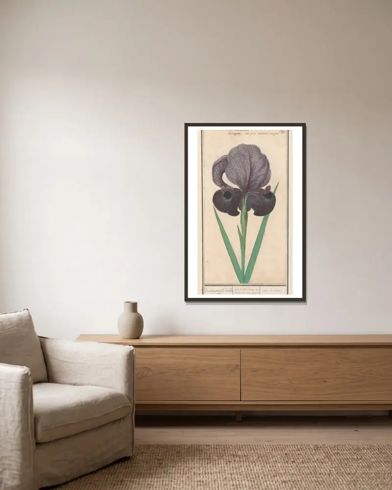 Trauer-Iris (Iris susiana) von Anselmus Boëtius de Boodt gerahmt an einer Wand
