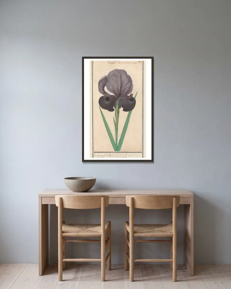 Trauer-Iris (Iris susiana) von Anselmus Boëtius de Boodt gerahmt an einer Wand