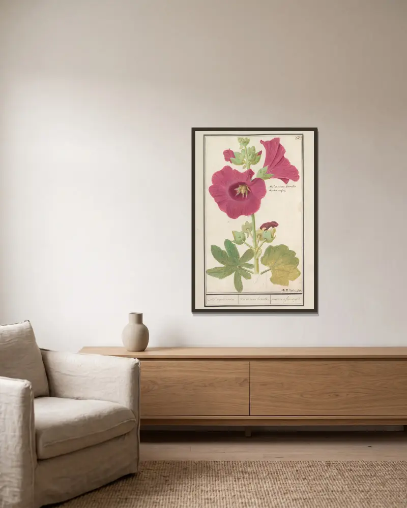 Stockros (Alcea rosea), enkel vinterros av Anselmus Boëtius de Boodt inramad på en vägg