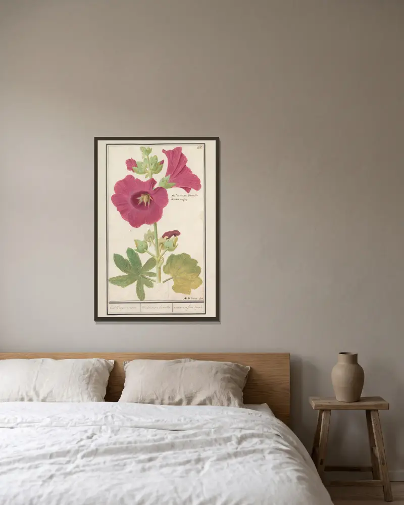Stockros (Alcea rosea), enkel vinterros av Anselmus Boëtius de Boodt inramad på en vägg