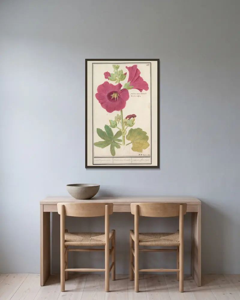 Stockros (Alcea rosea), enkel vinterros av Anselmus Boëtius de Boodt inramad på en vägg