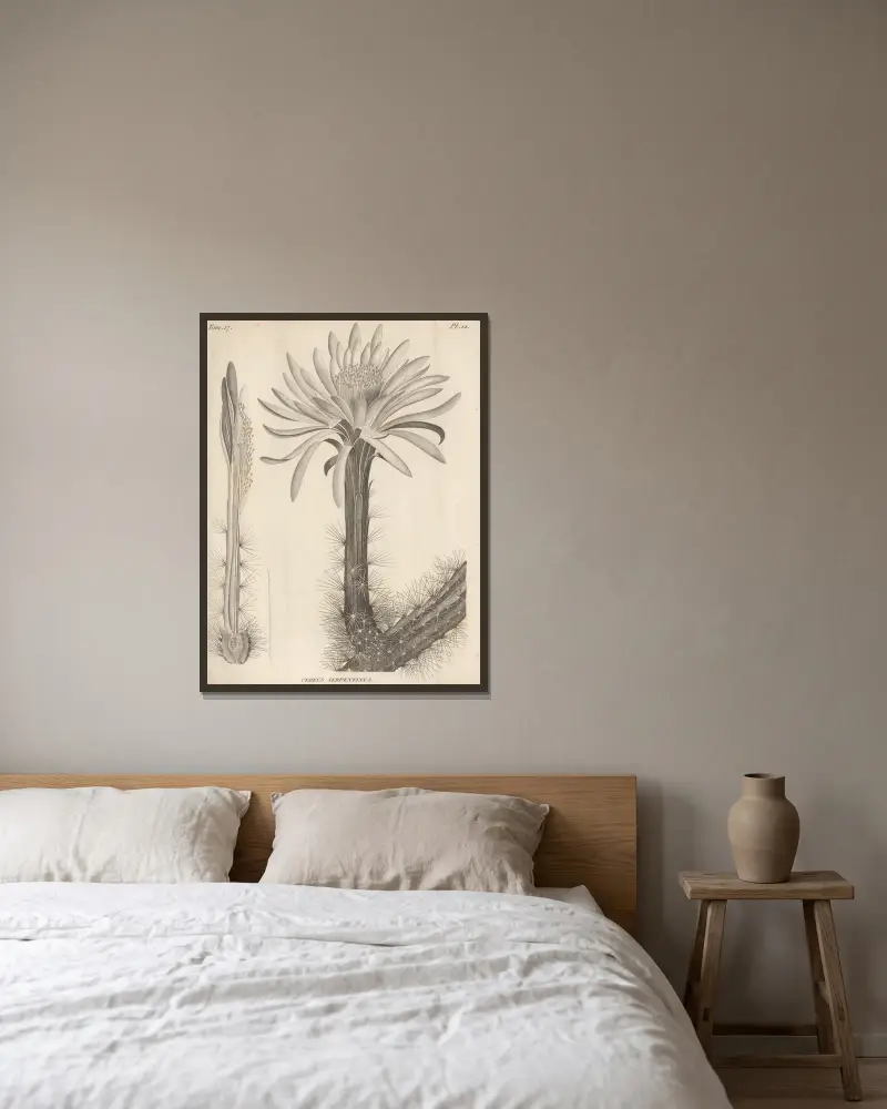 Cereus serpentinus, Augustin Pyramus de Candolle w ramie na ścianie