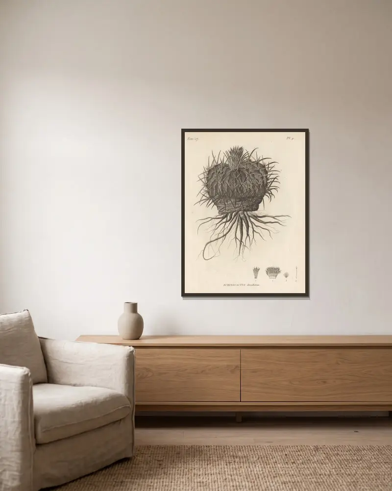 Echinocactus obvallatus von Augustin Pyramus de Candolle gerahmt an einer Wand